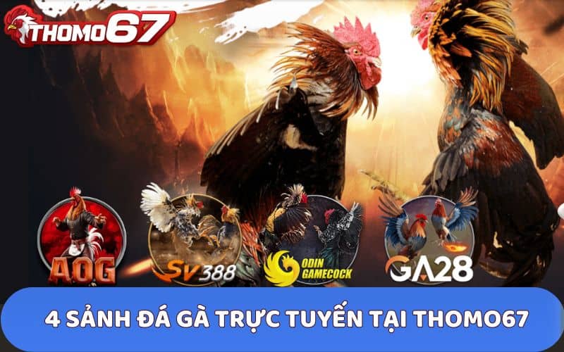 Tổng hợp các sảnh đá gà hiện có tại Thomo67