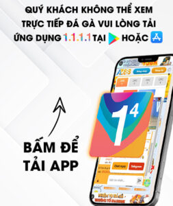 Hướng dẫn xem đá gà